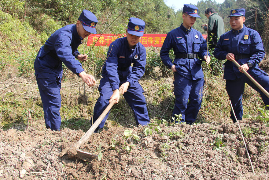 浙江开化消防38年植树为驻地添绿